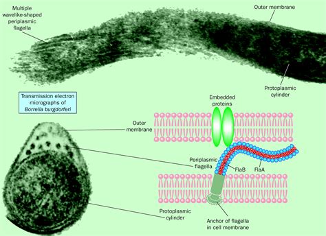 Molecualar survival strategies of the Lyme disease spirochete Borrelia burgdorferi - The Lancet ...