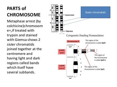 Oncogene