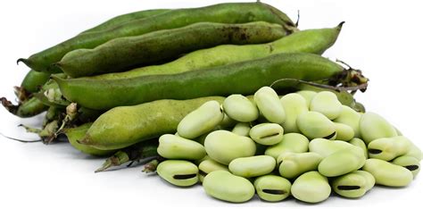 Fava Beans Information, Recipes and Facts