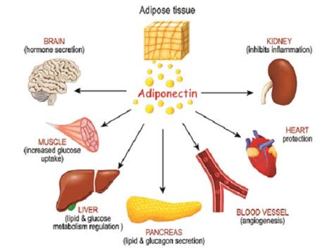 Adipocyte - The Definitive Guide | Biology Dictionary