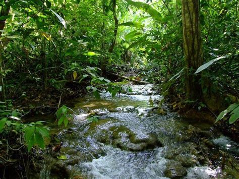 Lacandon Jungle - Alchetron, The Free Social Encyclopedia