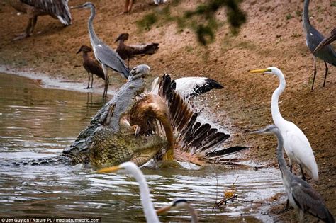 Crocodiles demonstrate incredible hunting skills in Kenya | Daily Mail ...