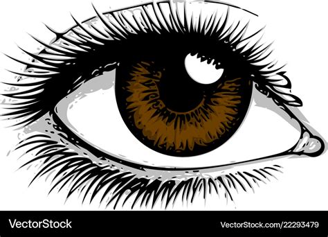 Eye on white background eyes art woman Royalty Free Vector