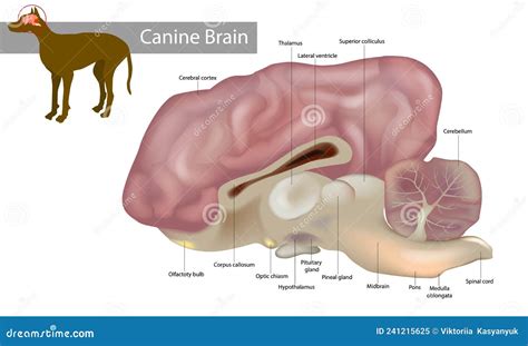 Anatomy of the Canine Brain. Dog Veterinary Illustration Stock Vector ...