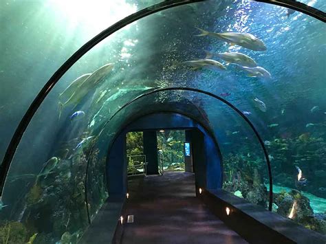 Indoor Oceans: The Aquarium at Moody Gardens, Galveston Island, Texas ...