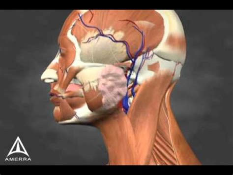 Sialorrhea Injection Site Identification - 3D Medical Animation - YouTube