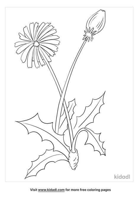 Dandelion Coloring Pages - Coloring Home