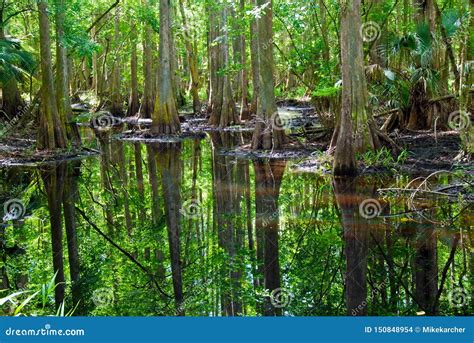 Swamp in Everglades National Park Stock Photo - Image of florida, swamp: 150848954