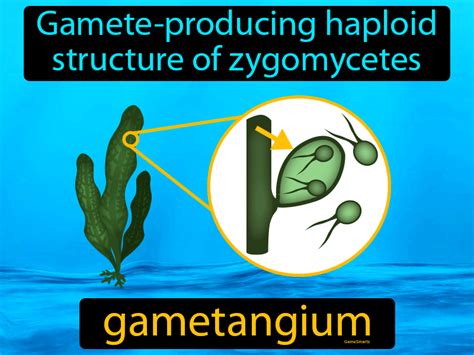 Gametangium Definition & Image | GameSmartz