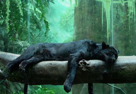 Black jaguar - Cats & Animals Background Wallpapers on Desktop Nexus ...