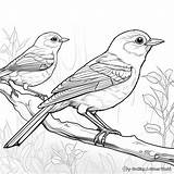 Robin Coloring Pages  Free & Printable sketch template