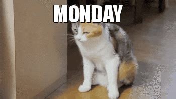 Mondays GIF - Find & Share on GIPHY