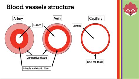 Biology Gcse Revision 265 Describe The Structure Of Arteries Veins