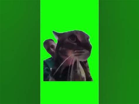 Ring Doorbell Cat Meow | Green Screen - YouTube