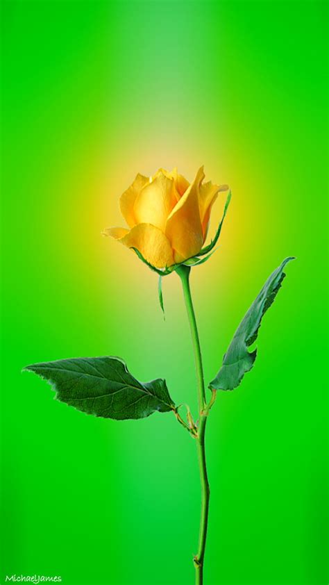 1920x1080px, 1080P free download | Yellow Rose, flower, flowers, green ...