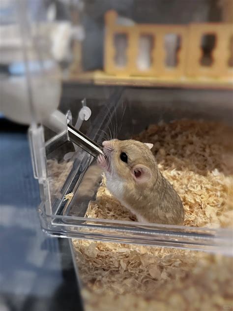 how many gerbil breeds are there - Gerbil Haven