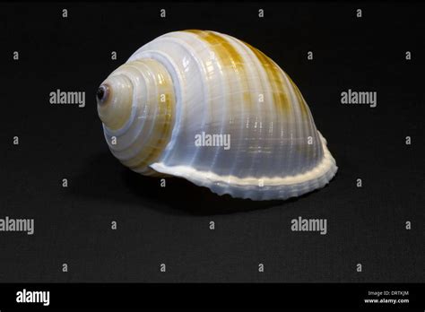 Scotch bonnet shell hi-res stock photography and images - Alamy