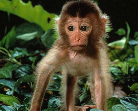 Encyclopaedia of Babies of Beautiful Wild Animals: Amazing Baby Baboon ...