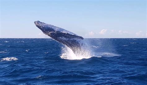 Whale Watching Cruises - Not just for Tourists - Sydney Harbour Specialists