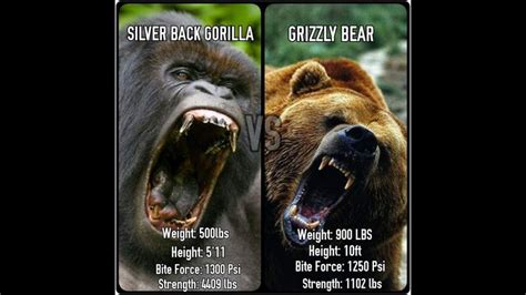 Gorilla vs Grizzly: Who Wins? - All About powerlifting