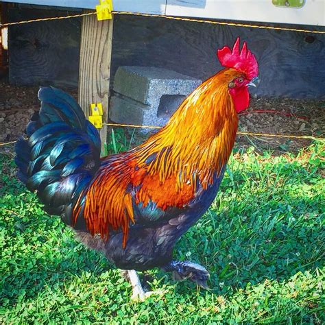 Black Copper Maran rooster, just gorgeous!! | Galo