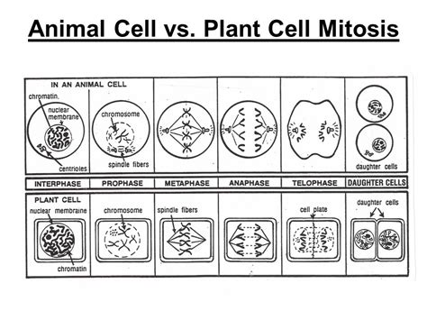 Difference Between Animal And Plant Mitosis Definitio - vrogue.co
