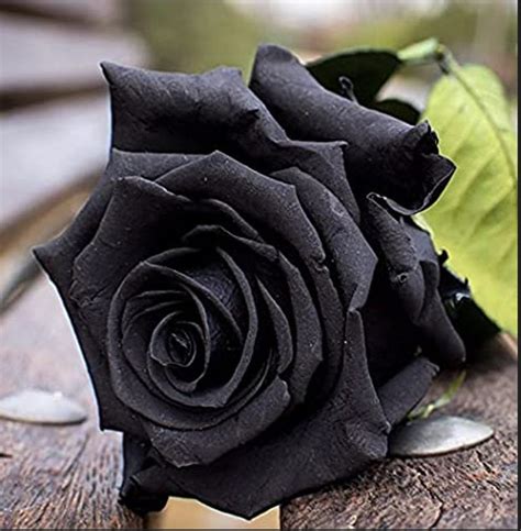 30 Seeds Black Rose Seeds Perennial authentic Seeds-flowers - Etsy