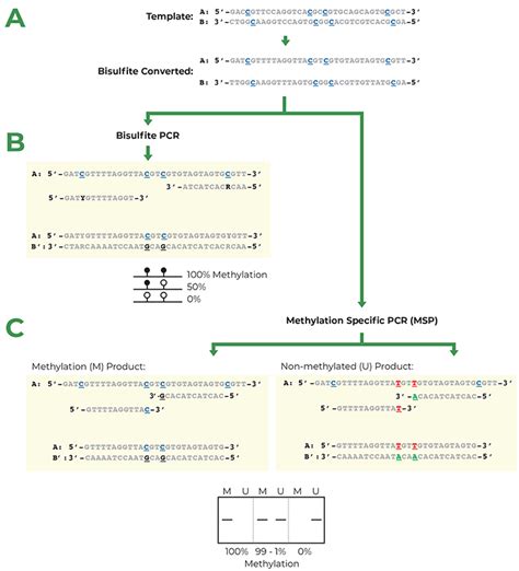 How to Design Primers | ZYMO RESEARCH