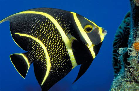 French Angelfish Juvenile