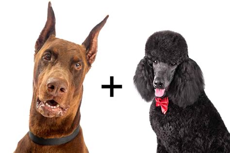 Doberman Poodle Mix: 5 Fascinating Facts Discussed Here