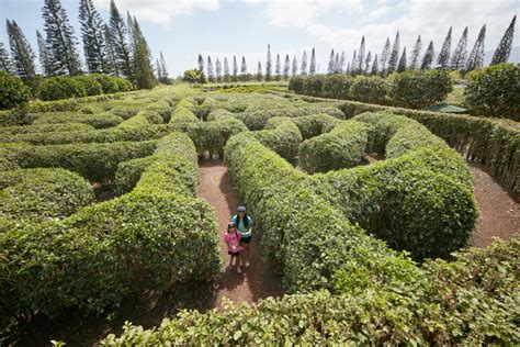 Pineapple Garden Maze | Dole Plantation Maze