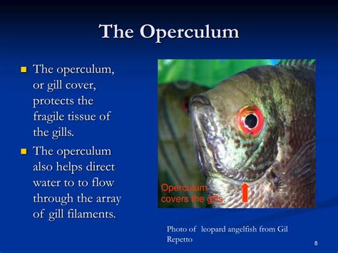 PPT - How do Angelfish Breathe? PowerPoint Presentation, free download - ID:656131