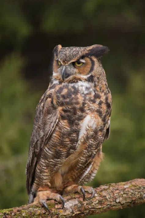 Owls In Missouri: 8 Species Identification, Facts & Pictures