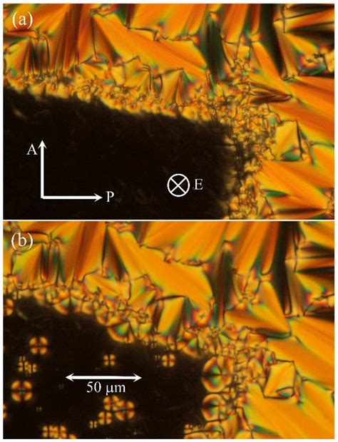 Microphotographs of the studied hybrid system in a commercial HG cell,... | Download Scientific ...