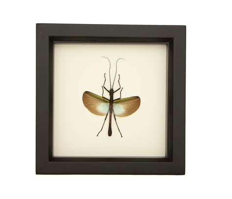 walking stick taxidermy | insect taxidermy mounted | Bug Under Glass