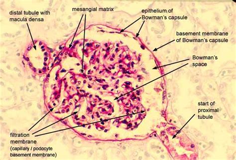 Bowmans Capsule Histology