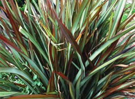 Phormium tenax Surfer Boy | Wholesale Nursery - Nurseries in Melbourne ...