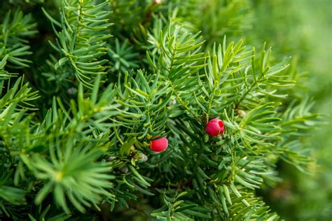 Plants That Grow in Full Shade