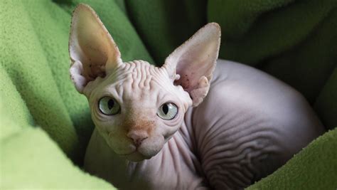 Peterbald Hairless Cat