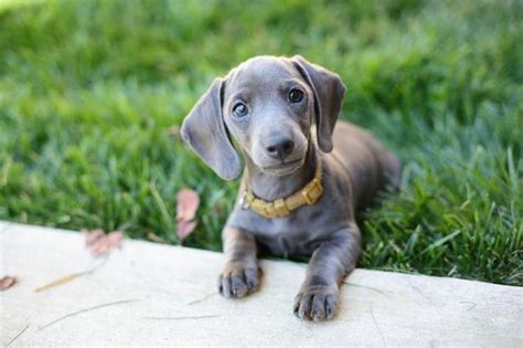 blue mini dachshund!!!! | Pets | Pinterest | Dachshund, Minis and Blue