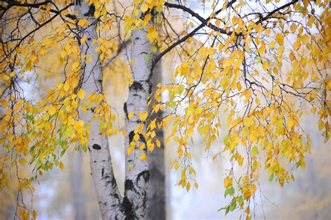 How to Grow and Care for Silver Birch