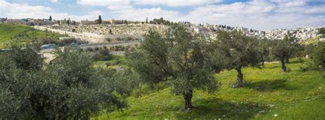 3 Major Reasons to Support Planting Trees in Israel - Sponsor an Olive Tree in Israel