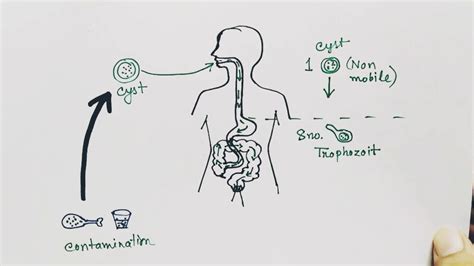 Entamoeba histolytica life cycle ( English ) | Amoebic dysentry ...