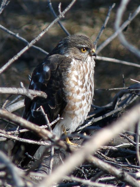 Shoreline Area News: For the birds: Sharp-shinned Hawk