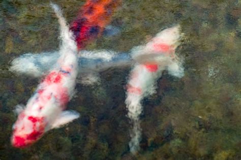 Koi Pond in a Winter Rain II | Smithsonian Photo Contest | Smithsonian ...