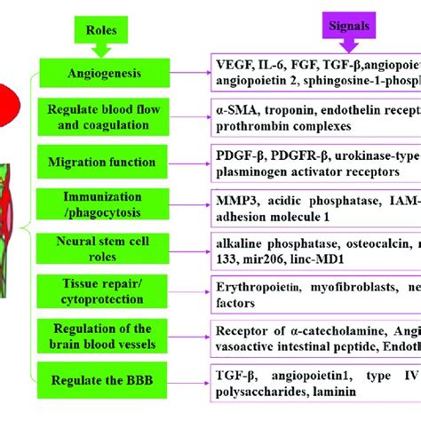 | Main functions of pericytes. Pericytes exert divers functions via ...