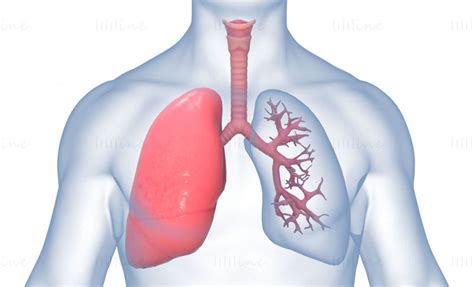 Anatomia dos Pulmões Humanos Sistema Respiratório Corporal Modelo 3D