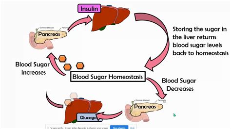 Homeostasis Of Blood Glucose (a Negative Feedback Loop), 60% OFF