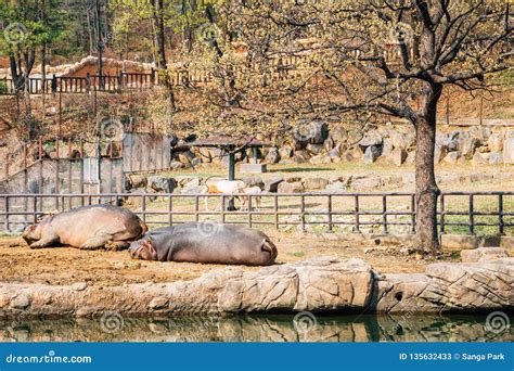 Hippopotamus at Seoul Grand Park Zoo in Gwacheon, Korea Editorial Stock Photo - Image of park ...