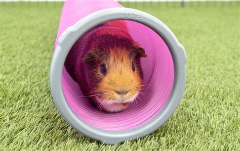 Guinea Pig Play Tunnel with Anti-Chew Rings | Guinea Pig Run Accessories | Guinea Pig Hutches ...